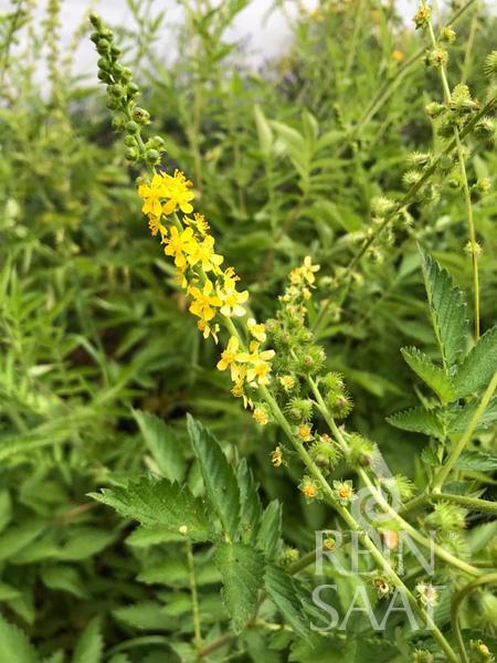 Agrimonia odorata (Repík voňavý) BIO cca 1,5 g.